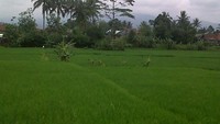 Pemandangan sekitar sentra batik