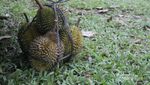 Berburu Durian di Aceh, Bisa!