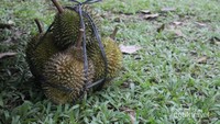 Durian Leupung siap di Banwa Pulang
