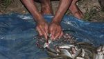 Berburu Ikan Dewa di Danau Toba