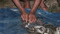 nelayan membersihkan ikan sebelum dijual