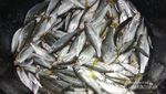 Berburu Ikan Dewa di Danau Toba
