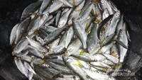 potret ikan pora-pora yang disebut pula ikan dewa