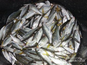 Berburu Ikan Dewa di Danau Toba