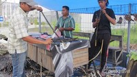 Pedagang pakkat mengupas kulit pakkat yang telah dibakar.