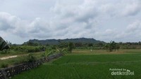 Persawahan indah di Kecamatan Panceng, spot dari warung ibu penjual legen.
