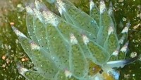 costasiella sp