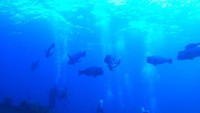 sunrise dive  bersama kawanan bumphead