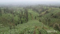 Hamparan pepohonan hijau di bawahnya
