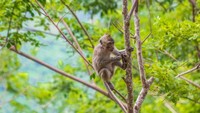 Monyet sedang bergelantungan di pohon