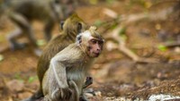 Beberapa monyet yang ada di wisata kebun buah mangunan