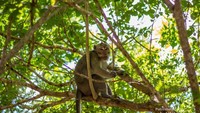 Monyet sedang bersantai di atas pohon