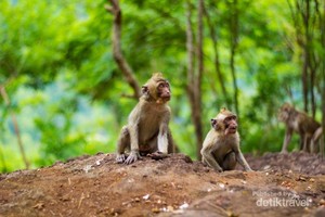 Bercengkerama dengan Puluhan Monyet di Wisata Mangunan