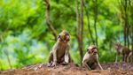 Bercengkerama dengan Puluhan Monyet di Wisata Mangunan