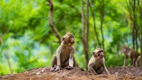 Beberapa monyet sedang menanti makanan