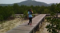 Hutan mangrove di perbatasan Pulau Kemujan