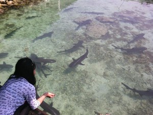 Berenang Bareng Hiu di Karimunjawa, Ngeri-ngeri Seru!