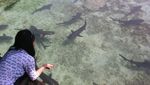 Berenang Bareng Hiu di Karimunjawa, Ngeri-ngeri Seru!