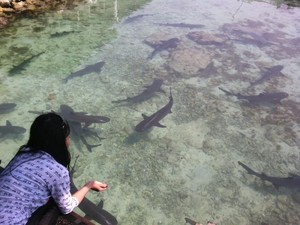 Berenang Bareng Hiu di Karimunjawa, Ngeri-ngeri Seru!