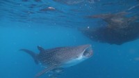 Jadi, kapan mau renang bareng Hiu Paus di Derawan?