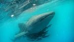 Berenang Bareng Raksasa Bawah Laut di Kalimantan