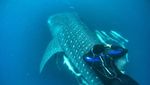 Berenang Bareng Raksasa Bawah Laut di Kalimantan