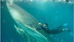 Berenang Bareng Raksasa Bawah Laut di Kalimantan