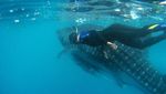 Berenang Bareng Raksasa Bawah Laut di Kalimantan