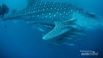 Berenang Bareng Raksasa Bawah Laut di Kalimantan
