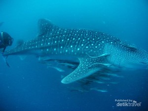 Berenang Bareng Raksasa Bawah Laut di Kalimantan