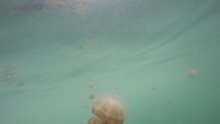 Ubur-ubur tidak menyengat di danau Kakaban akibat proses evolusi.