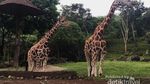 Berinteraksi dengan Fauna di Taman Safari Prigen