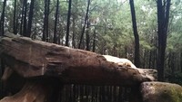 Singa yang sedang terlelap