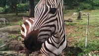 Pesona hitam putih kulit zebra, instagenic banget ya