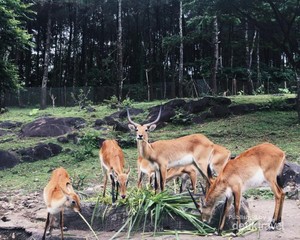 Berinteraksi dengan Fauna di Taman Safari Prigen