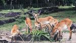 Berinteraksi dengan Fauna di Taman Safari Prigen