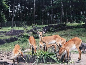 Berinteraksi dengan Fauna di Taman Safari Prigen