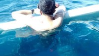 Hiu Paus bisa dengan mudah lewat di dekat wisatawan