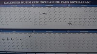 kalender kemunculan hiu