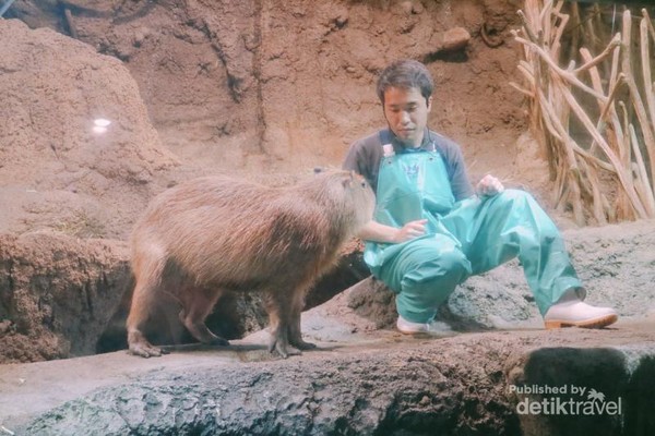 Pemandu di Kaiyukan Aquarium menjelaskan tentang Kapibara.