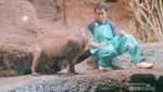 Berjumpa dengan Kapibara Lucu di Osaka