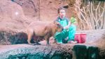 Berjumpa dengan Kapibara Lucu di Osaka