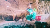 Kapibara merupakan herbivora.