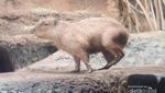Berjumpa dengan Kapibara Lucu di Osaka