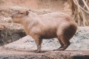 Berjumpa dengan Kapibara Lucu di Osaka