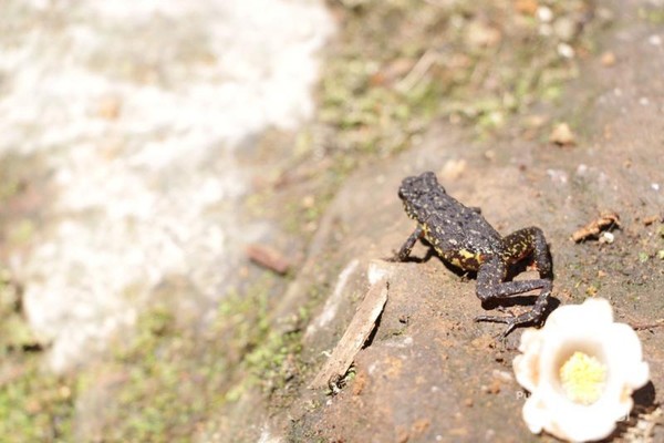 Berjumpa Dengan Katak Merah Di Gunung Ciremai