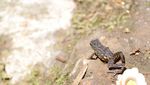 Berjumpa Dengan Katak Merah di Gunung Ciremai