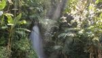 Berjumpa Dengan Katak Merah di Gunung Ciremai