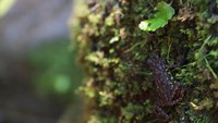 Katak merah menyamar diantara bebatuan