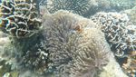 Berjumpa Ikan Nemo di Probolinggo